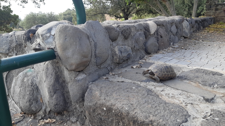 צב-יבשה מצוי  צולם על ידי ג'ורג'י נורקין 