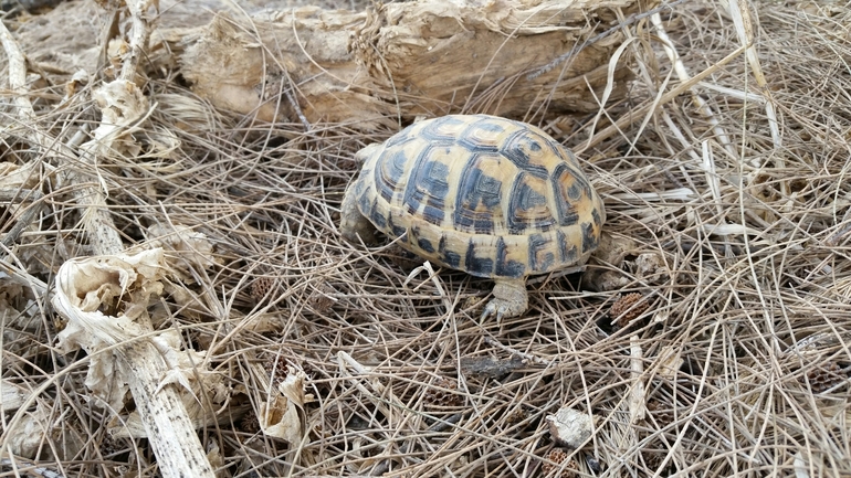 Testudo graeca  photographed by קובי בן עטיה 