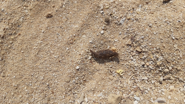 Uromastyx aegyptia  צולם על ידי אריה לב רוזנברג 