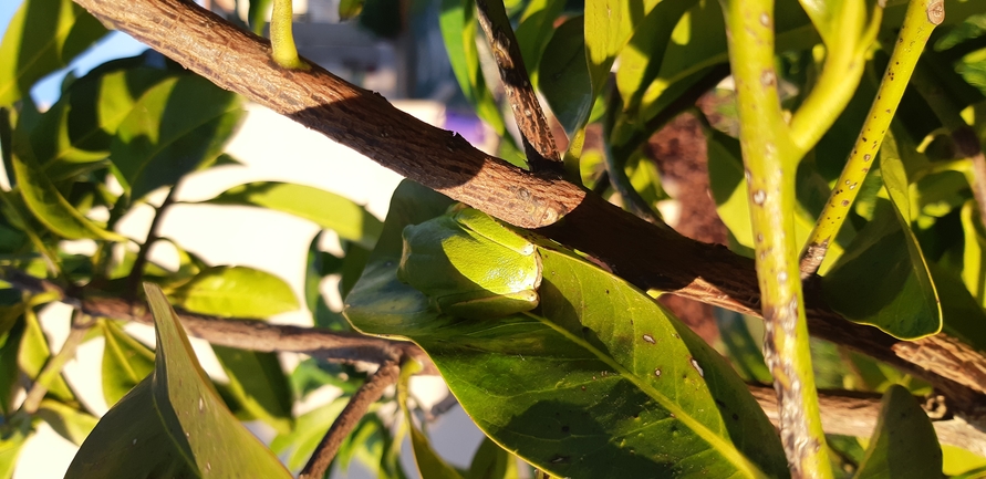 Telescopus fallax syriacus  photographed by עומרי בוכניק 