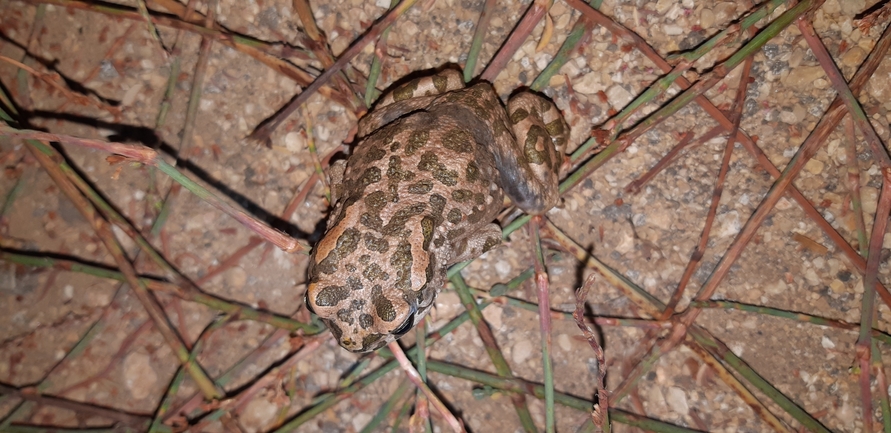 Bufo viridis  photographed by עידו שקד 