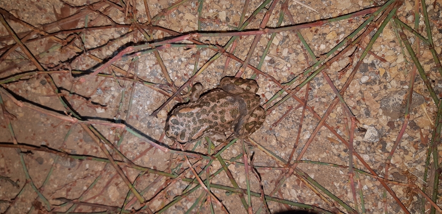 Bufo viridis  photographed by עידו שקד 