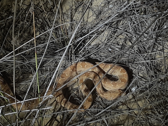 Spalerosophis diadema cliffordi  photographed by סיון מרדוק 