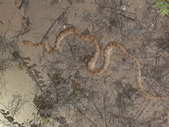 Spalerosophis diadema cliffordi  photographed by סיון מרדוק 