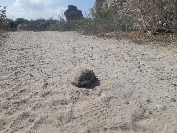 Testudo graeca  photographed by רונית רוזן 