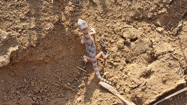 ישימונית מצויה  צולם על ידי דורון ניסים 