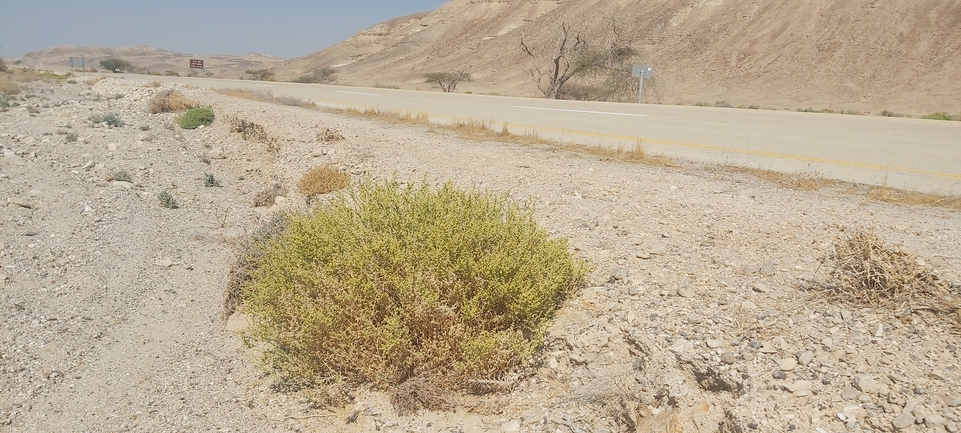 Uromastyx aegyptia  צולם על ידי אברהם לינקולן 