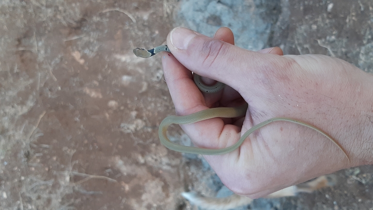 זעמן זיתני  צולם על ידי ג'ורג'י נורקין 