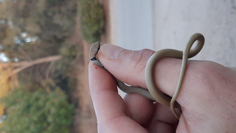 זעמן זיתני  צולם על ידי ג'ורג'י נורקין 