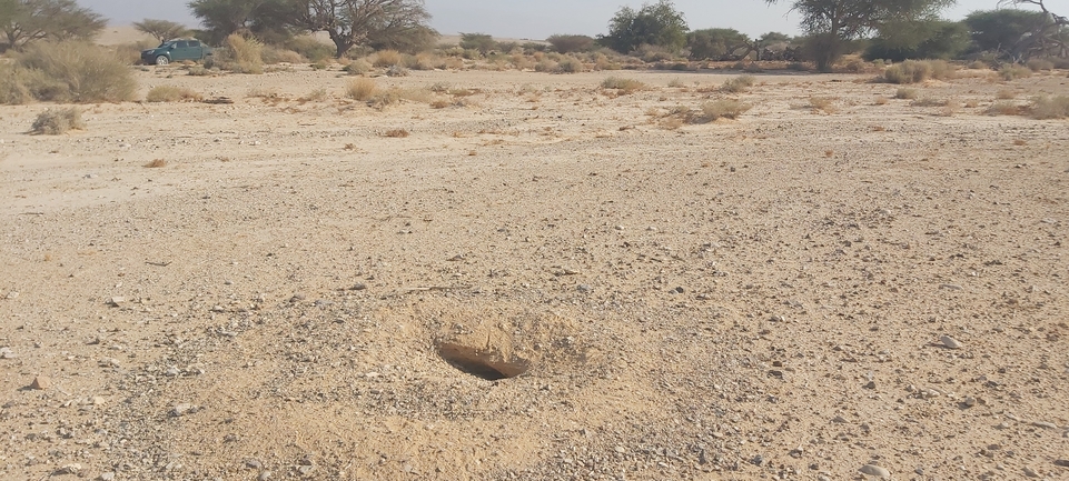 Dabb Lizard  photographed by אברהם לינקולן 