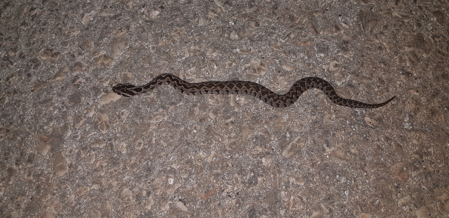 Vipera palaestinae  photographed by עידו שקד 