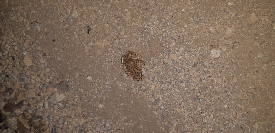 Bufo viridis  photographed by עידו שקד 