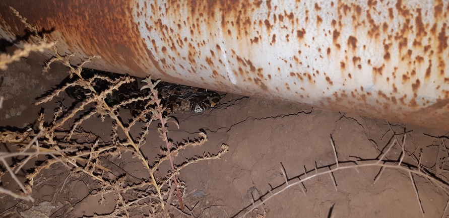 Vipera palaestinae  photographed by עידו שקד 