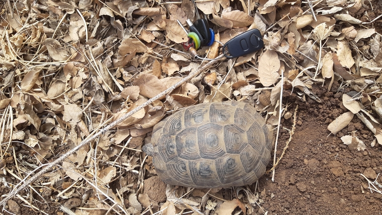 Testudo graeca  photographed by ג'ורג'י נורקין 