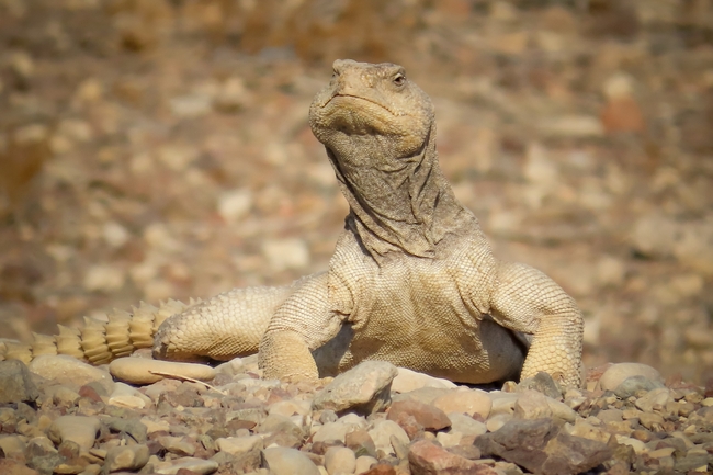 Uromastyx aegyptia  צולם על ידי עומרי עומסי 