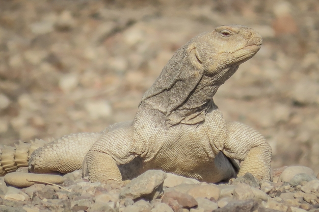 Uromastyx aegyptia  צולם על ידי עומרי עומסי 