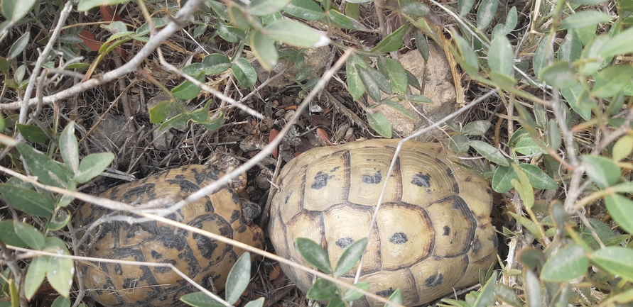 Testudo graeca  photographed by ארז ברוכי 