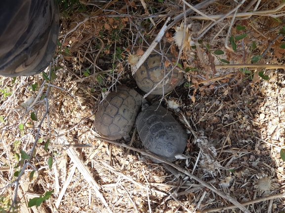 Testudo graeca  photographed by עומרי גואלמן 