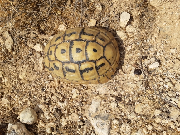 Testudo graeca  photographed by מתן מוראד 