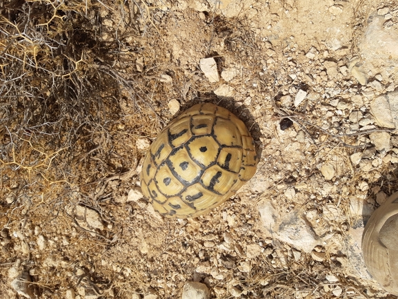 Testudo graeca  photographed by מתן מוראד 