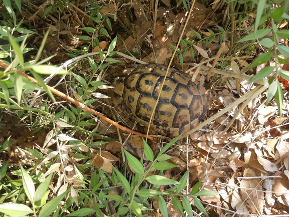 Testudo graeca  photographed by ניתאי אבירם 