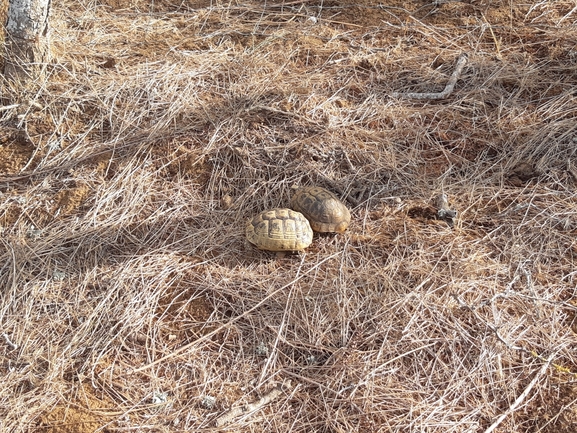 צב-יבשה מצוי  צולם על ידי סיון מרדוק 