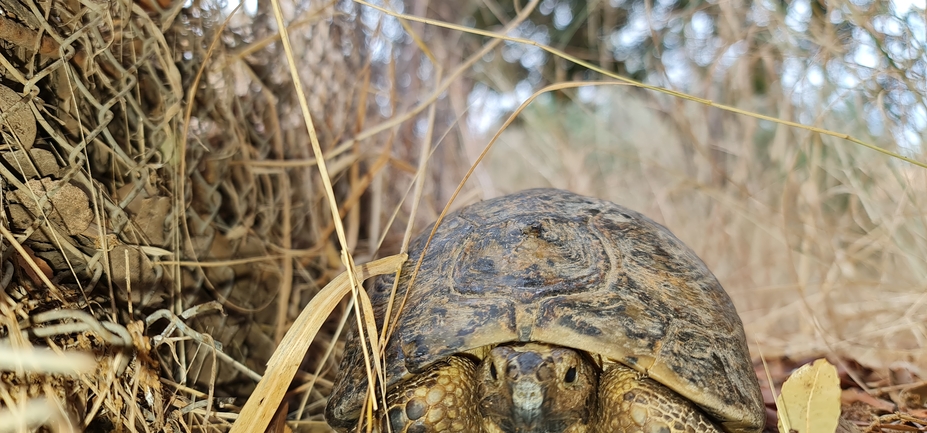 Testudo graeca  photographed by עופר שנער 