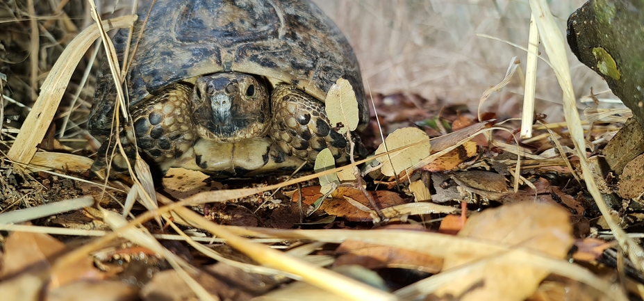 Testudo graeca  photographed by עופר שנער 