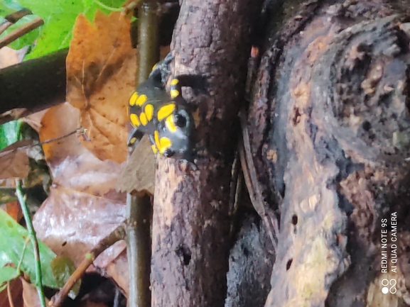 Salamandra infraimmaculata  photographed by רמדאן עיסא 