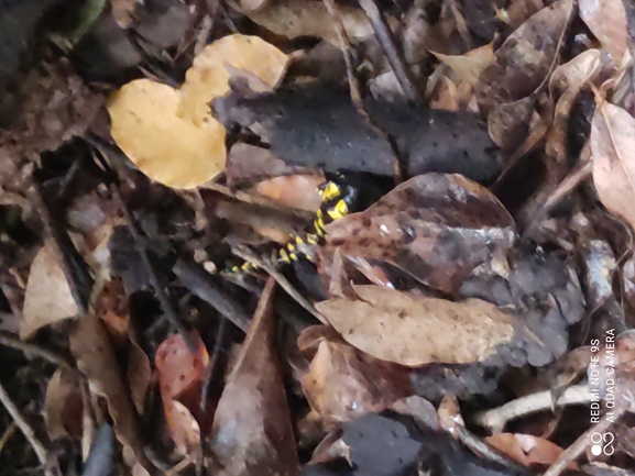 Salamandra infraimmaculata  photographed by רמדאן עיסא 