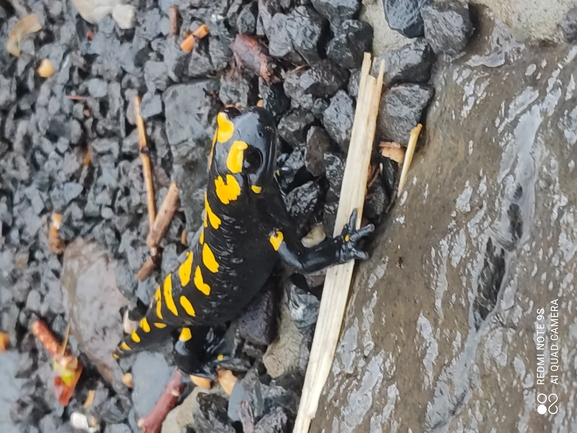 Salamandra infraimmaculata  photographed by רמדאן עיסא 