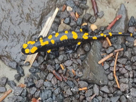 Salamandra infraimmaculata  photographed by רמדאן עיסא 