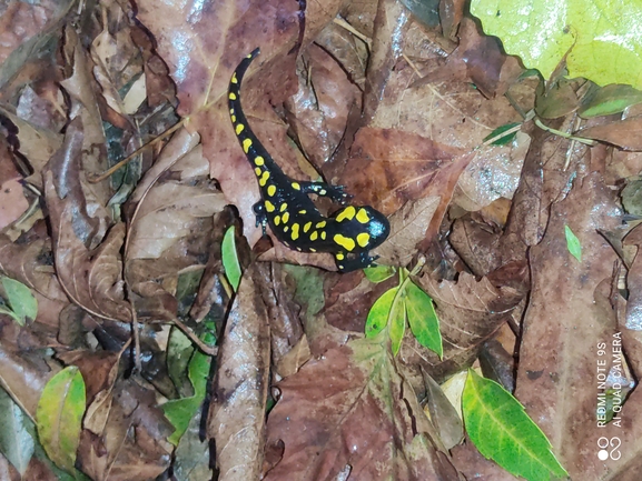 Salamandra infraimmaculata  photographed by רמדאן עיסא 