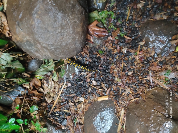 Salamandra infraimmaculata  photographed by רמדאן עיסא 