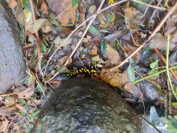 Salamandra infraimmaculata  photographed by רמדאן עיסא 