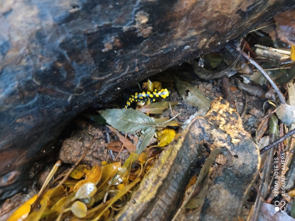 Salamandra infraimmaculata  photographed by רמדאן עיסא 