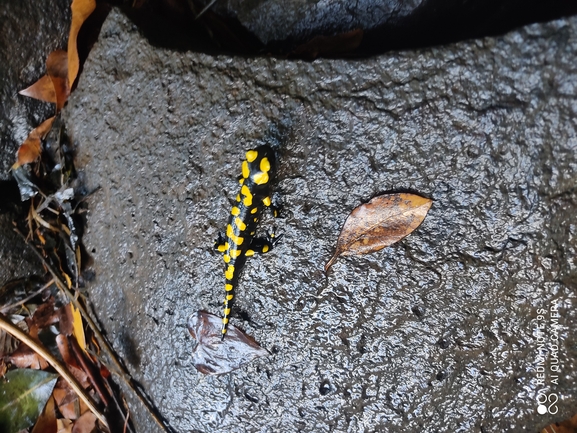 Salamandra infraimmaculata  photographed by רמדאן עיסא 