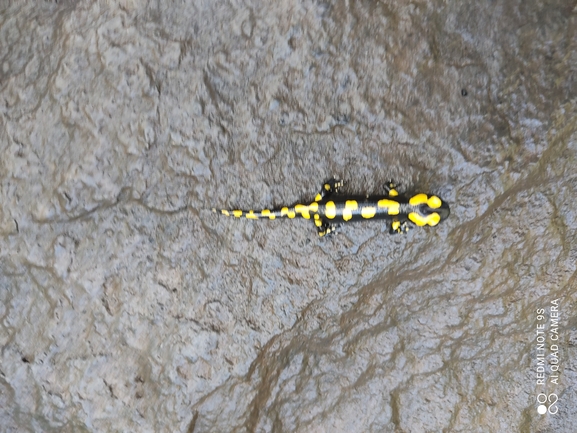 Salamandra infraimmaculata  photographed by רמדאן עיסא 