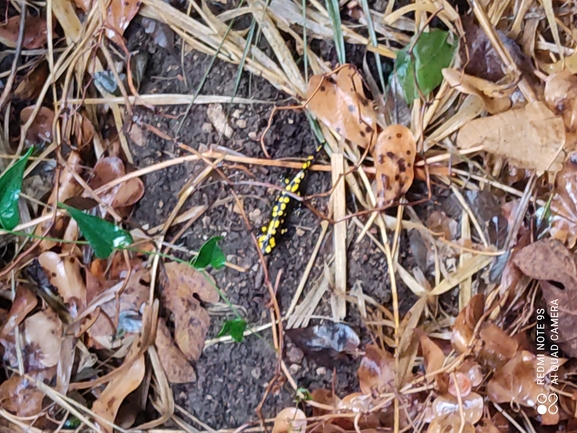 Salamandra infraimmaculata  photographed by רמדאן עיסא 