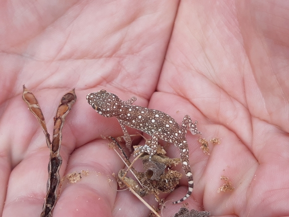 Stenodactylus sthenodactylus sthenodactylus  photographed by סיון מרדוק 