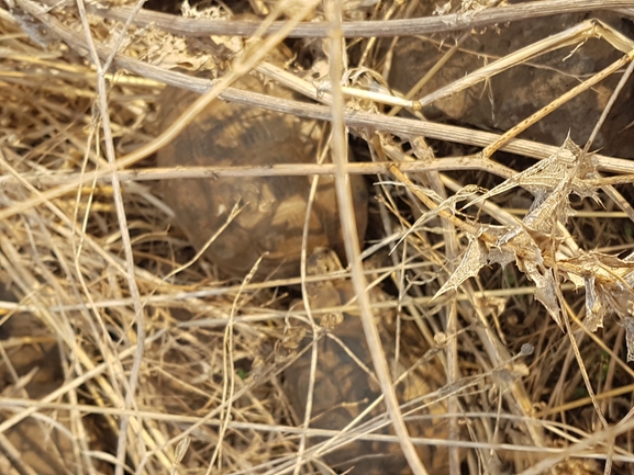 Testudo graeca  photographed by אהד פרידמן 