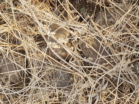 Testudo graeca  photographed by אהד פרידמן 