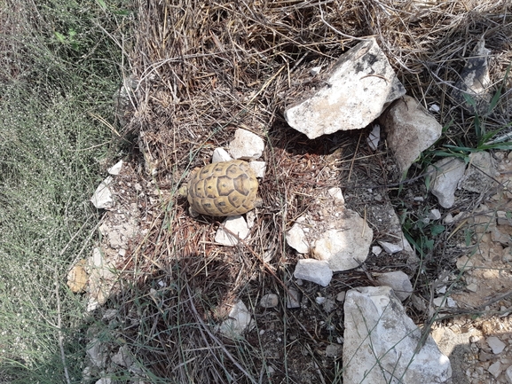 Testudo graeca  photographed by יעקב קזס 