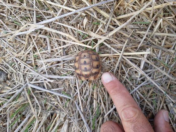 Testudo graeca  photographed by יעקב קזס 