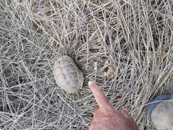 Testudo graeca  photographed by יעקב קזס 