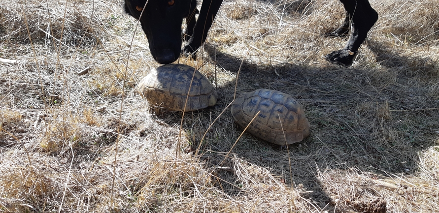 צב-יבשה מצוי  צולם על ידי אביעד בלסקי 