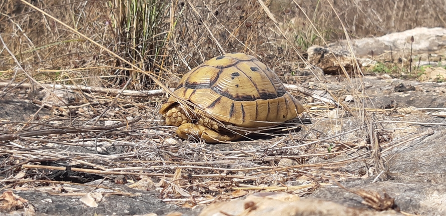 Testudo graeca  photographed by ליעד כהן 