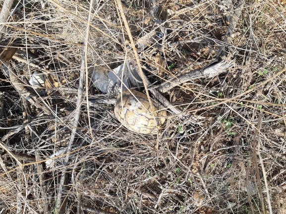 Testudo graeca  photographed by בוריס קריפק 