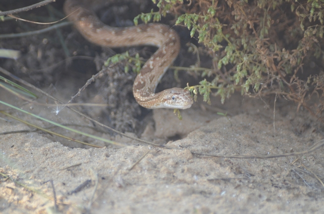 Spalerosophis diadema cliffordi  photographed by סיון מרדוק 