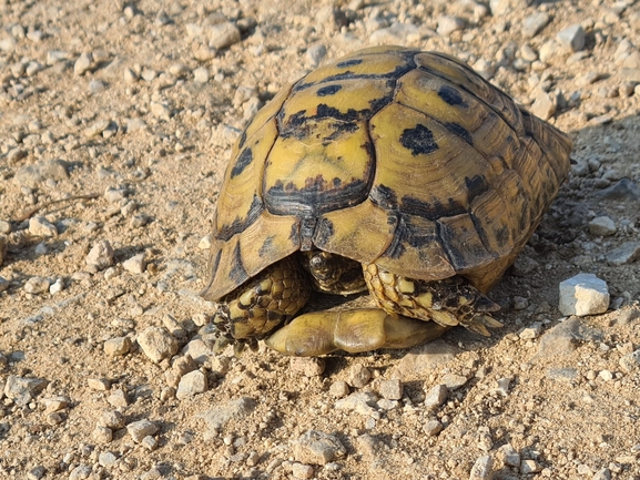 Testudo graeca  photographed by סיון מרדוק 